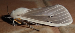 Creatonotos transiens vacillans