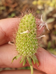 Sixalix atropurpurea maritima