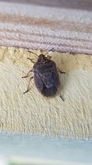 Hymenarcys nervosa