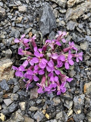 Erysimum pallasii