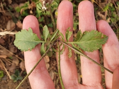 Sixalix atropurpurea maritima