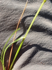 Festuca valesiaca
