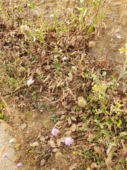 Sixalix atropurpurea maritima