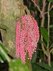 Antidesma leucopodum