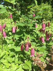 Campanula punctata
