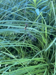 Lestes inaequalis