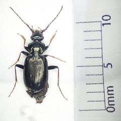 Loricera pilicornis