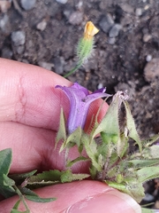 Campanula dichotoma