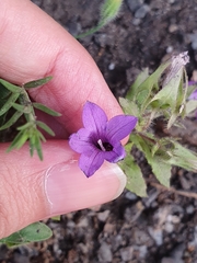 Campanula dichotoma