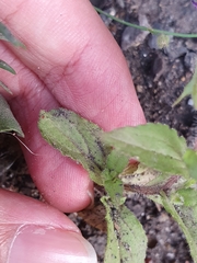 Campanula dichotoma