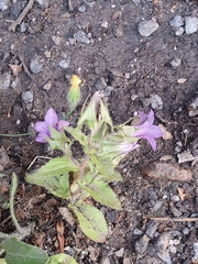 Campanula dichotoma