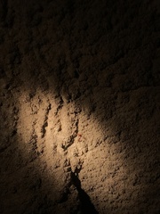 Microcreagris grandis