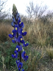 Lupinus havardii