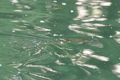 Catostomus macrocheilus