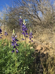 Lupinus havardii
