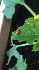 Coccinella septempunctata