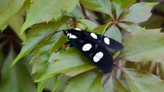 Androloma disparata