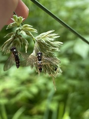 Platycheirus clypeatus