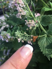 Pyrausta californicalis