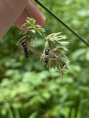 Platycheirus clypeatus