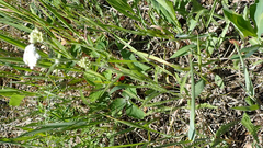 Achillea millefolium borealis
