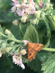 Pyrausta californicalis