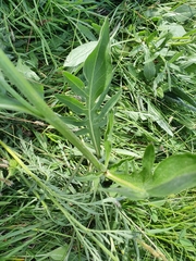 Centaurea jacea jacea