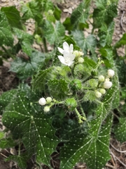 Cnidoscolus angustidens