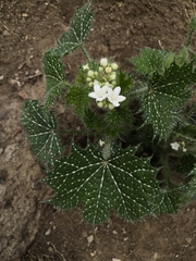 Cnidoscolus angustidens