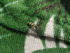 Chlorophorus herbstii