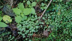 Hydrocotyle moschata parvifolia