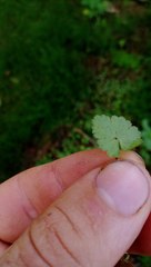 Hydrocotyle moschata parvifolia