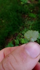 Hydrocotyle moschata parvifolia