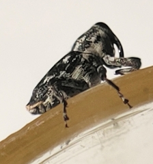 Cylindrocopturus quercus