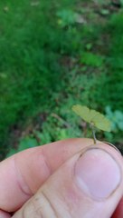Hydrocotyle moschata parvifolia