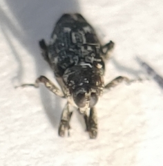 Cylindrocopturus quercus