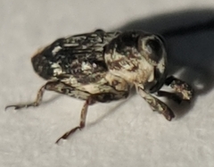 Cylindrocopturus quercus