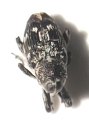 Cylindrocopturus quercus
