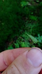 Hydrocotyle moschata parvifolia