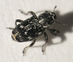 Cylindrocopturus quercus