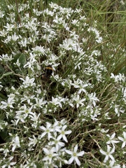 Arenaria erinacea