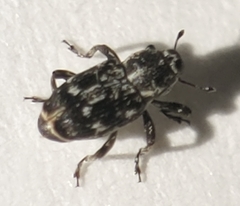 Cylindrocopturus quercus