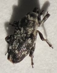 Cylindrocopturus quercus