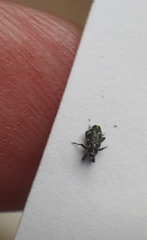 Cylindrocopturus quercus