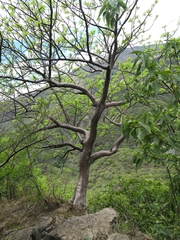 Bursera penicillata