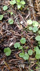 Hydrocotyle moschata parvifolia