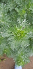 Artemisia absinthium