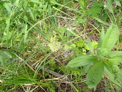 Achillea millefolium borealis