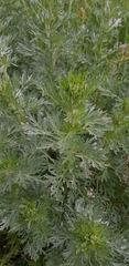 Artemisia absinthium