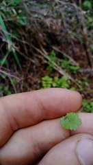 Hydrocotyle moschata parvifolia